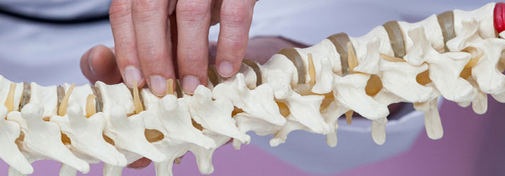 Chiropractic Olathe KS Spine Model With Hand