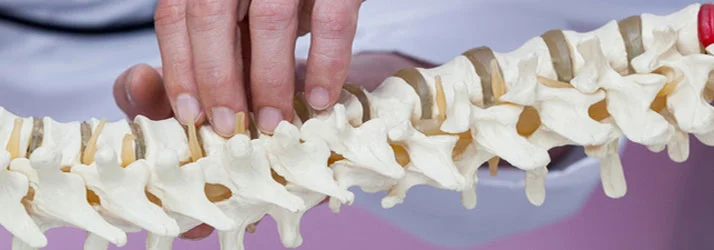 Chiropractic Olathe KS Spine Model With Hand Chiropractic Olathe KS Spine Model With Hand
